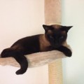 Bild Gizmo