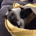 Gizmo_Laszlo