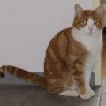 Henry_3