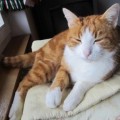 Henry_4