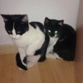 Schnurrli_Schmus_1