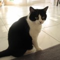 Shila1