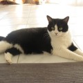 Shila2