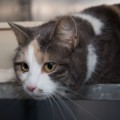 Sophie01_25012014