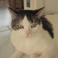 Stanley2