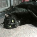 Blacky_140222_3