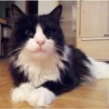 Felix 