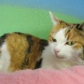 Luana3_011114es