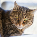 Tonic01_20141101
