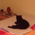 Mischa