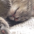 Simba3_22.8.14