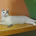 Balu_180114_sch_2