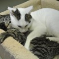 Balu_Nikki_180114_2