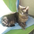 Chili_Sheila_1