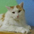 Pascha
