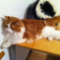 Simba_2014_1