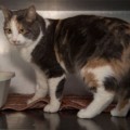 Sophie02_25012014