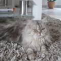 Molly_1