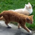 Lucky & Joy