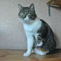 Schnurrli