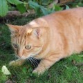 Charly_Garfield_02_0920014