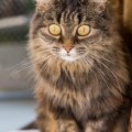 Roxy01_20141004