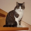 Shila