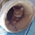 Bella_102014