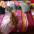 Bella_20150208_4