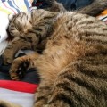 TonicIMG-20160303-WA0005