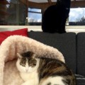 Gorge_Pinky_20150228_3