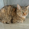 Sheila2_011114_es
