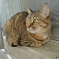 Sheila3_011114_es