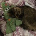 Tipsy_Smarty_20170122_2