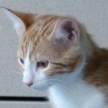 20141220_Chili5