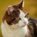 Gorge_20150322_1