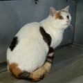 Schnuffi