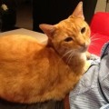 Garfield 1