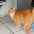 Garfield
