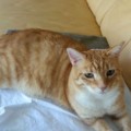 Garfield_20160106_1