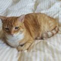 Garfield_20170122