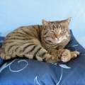 Popeye_20150219_3