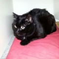 Speedy-20150220-WA0002