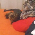Tigi_201503069