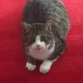 IMG-20160811-WA0005