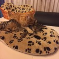 Kiara_20160116_1
