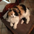 Gypsy