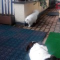 DomiHay2IMG-20160309-WA0005