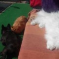 DomiHay2IMG-20160405-WA0010