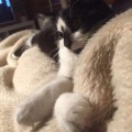 Miro_20160208_4